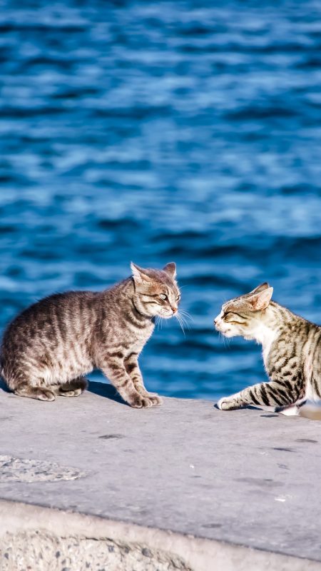 cats, strays, animals-6490453.jpg