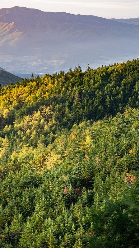 mountain, sunset, forest-6827881.jpg