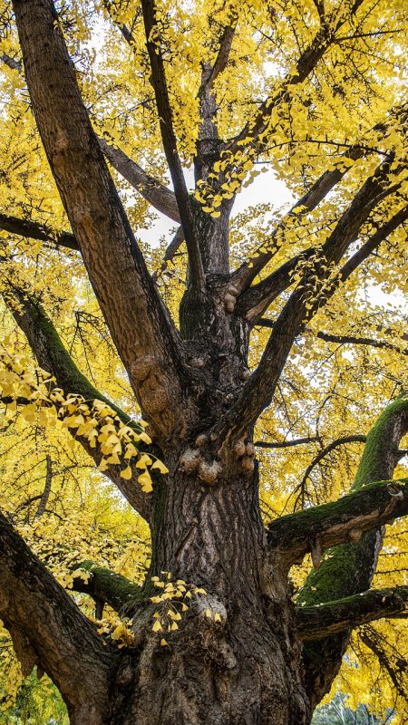 tree, leaves, park-6786207.jpg